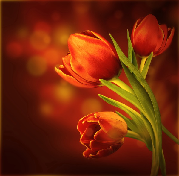 红色郁金香花卉图片