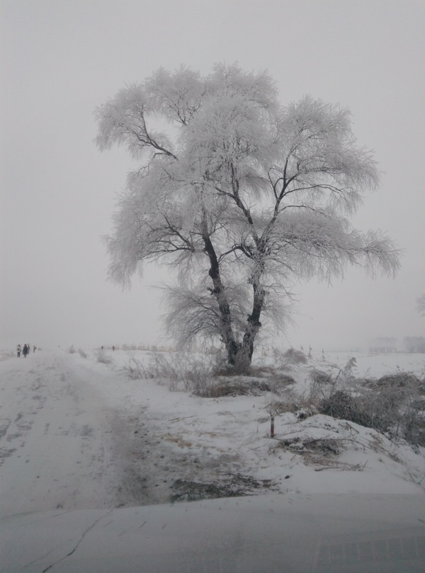 雾凇树