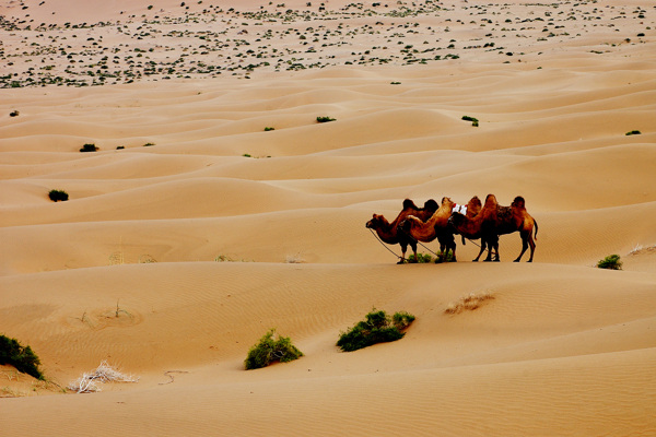 沙漠生命图片