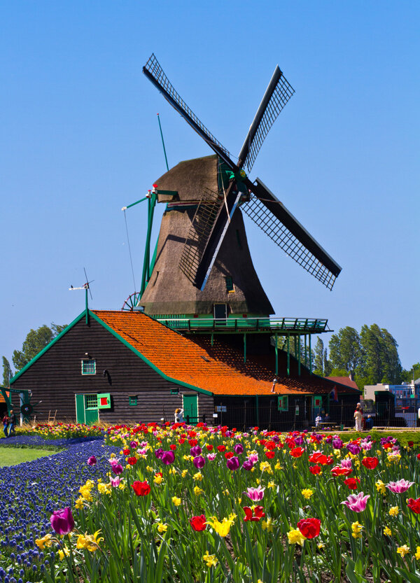 荷兰风车与鲜花图片