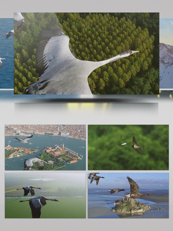 翅膀的天堂丹顶鹤飞行城市航拍特写景观