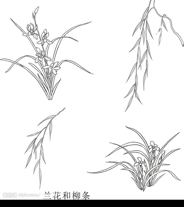 兰花和柳条图片