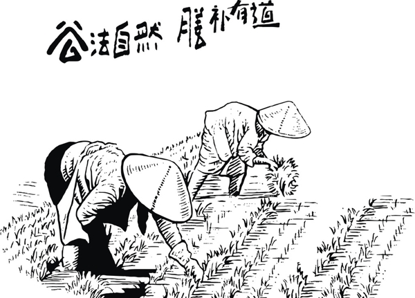 插秧