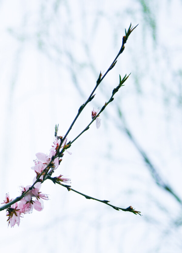 桃花圖片