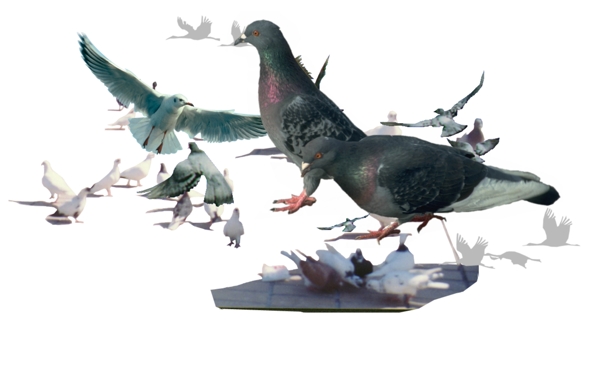 psd分層鳥三