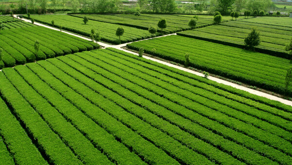 茶園