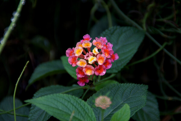 花朵圖片