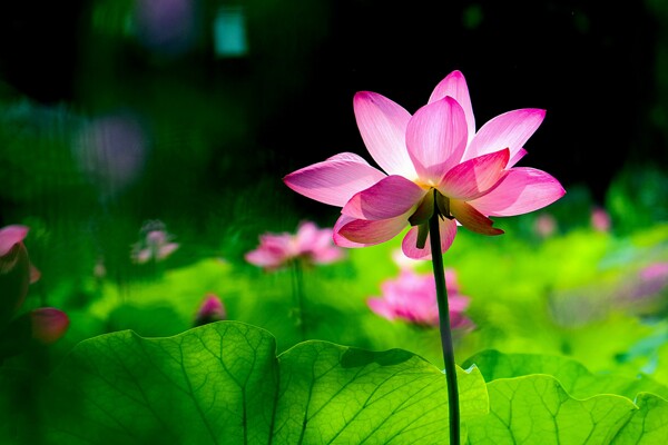 粉色丁香花圖片