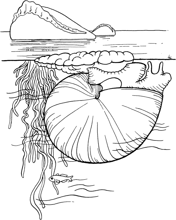 海贝海螺043