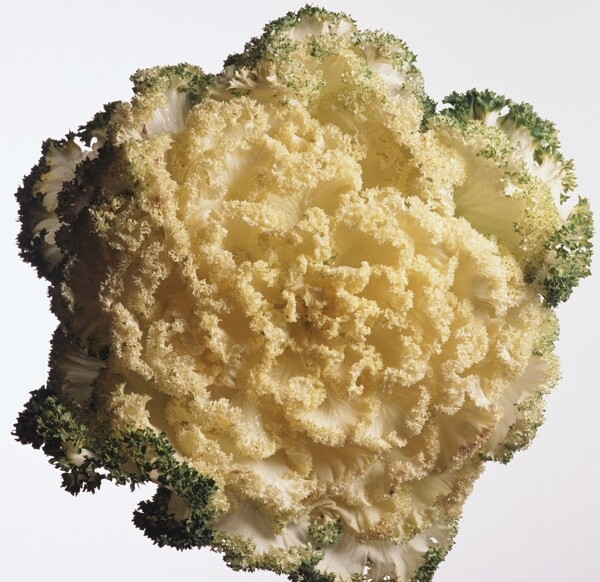 生菜
