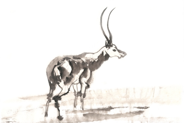 戈壁滩上的藏羚羊水墨画PNG免抠素材