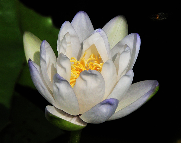位图植物摄影写实花卉花朵睡莲免费素材