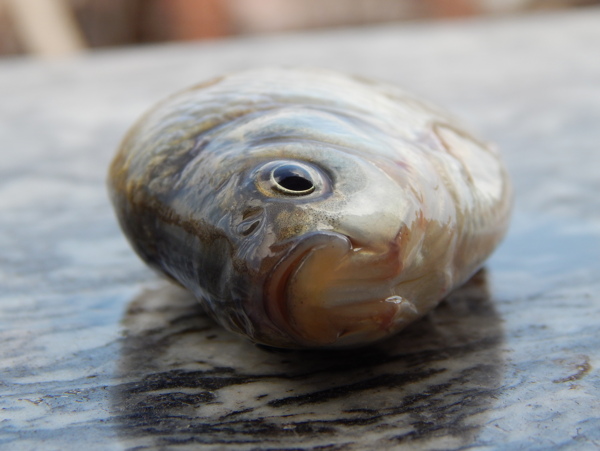 小魚圖片