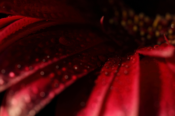 紅色花朵圖片