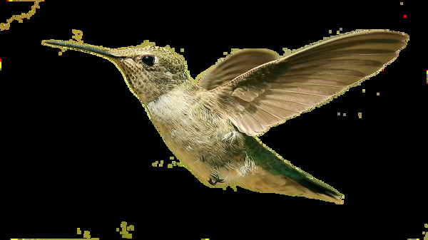 展翅飞的鸟图片免抠png透明图层素材