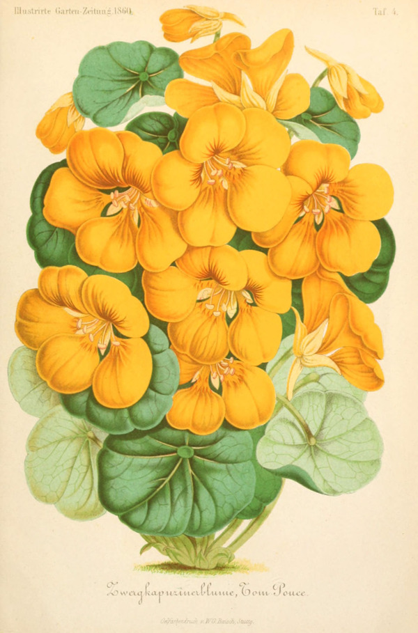 植物插畫(huà)