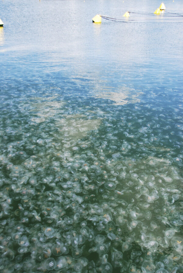 水母
