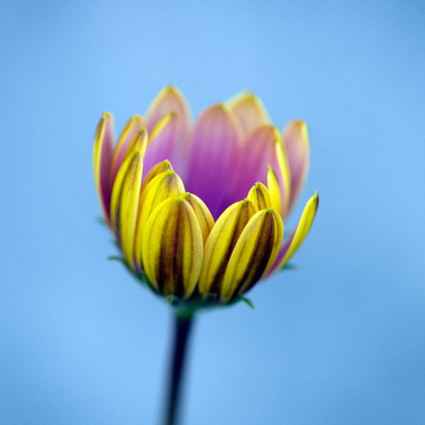 位圖植物攝影寫(xiě)實(shí)花卉花朵數(shù)碼照片免費(fèi)素材