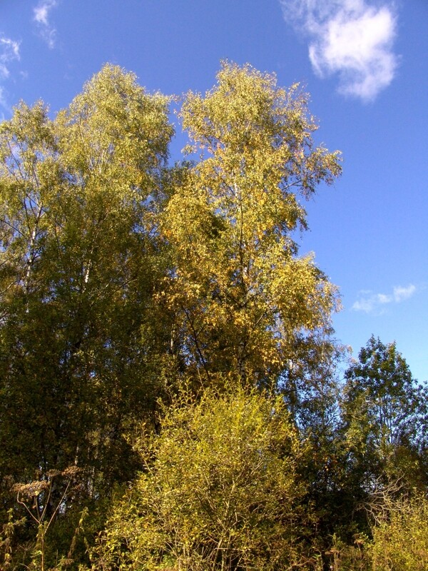 蓝天白云树林自然风光图片