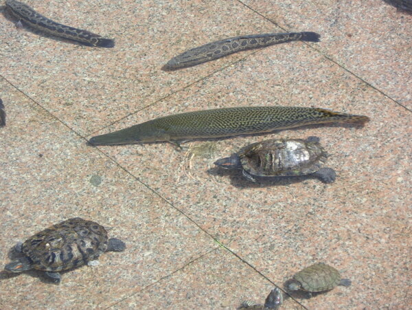 魚和龜圖片