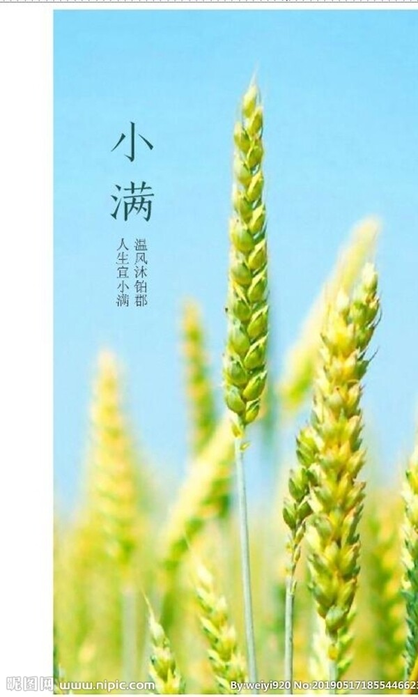小滿節(jié)氣藍天麥穗稻谷