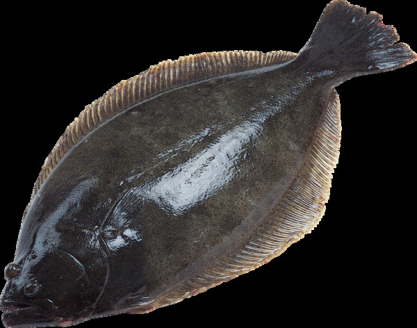 魚素材圖片
