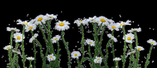 可爱洁白花卉透明素材