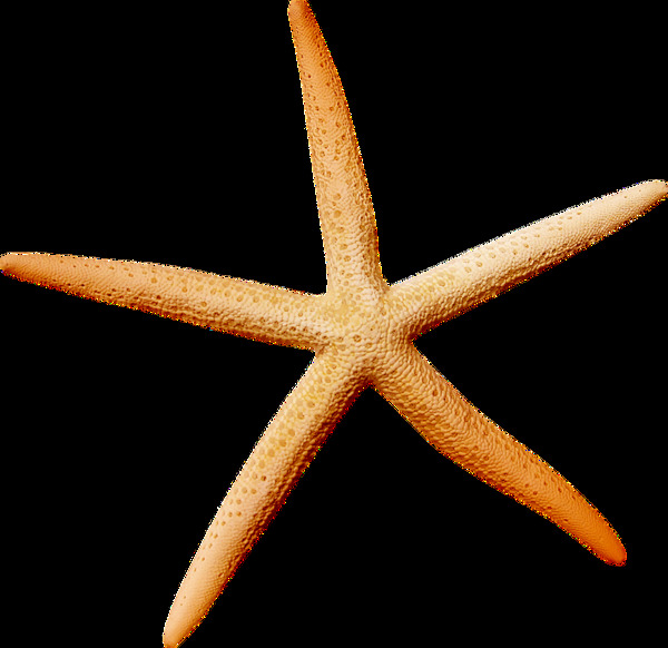 創(chuàng)意海星透明素材