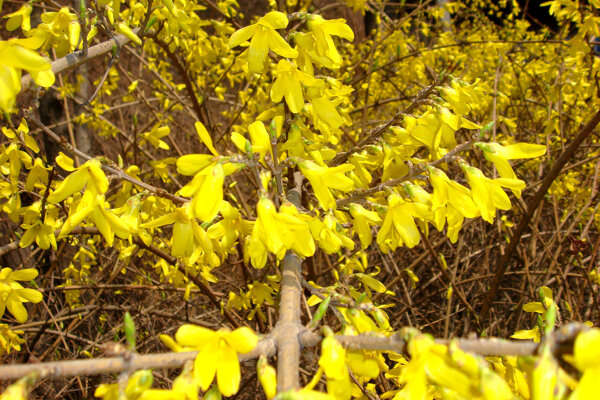 迎春花圖片