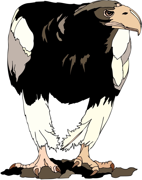 各種鳥類鳥動物矢量素材EPS格式0823