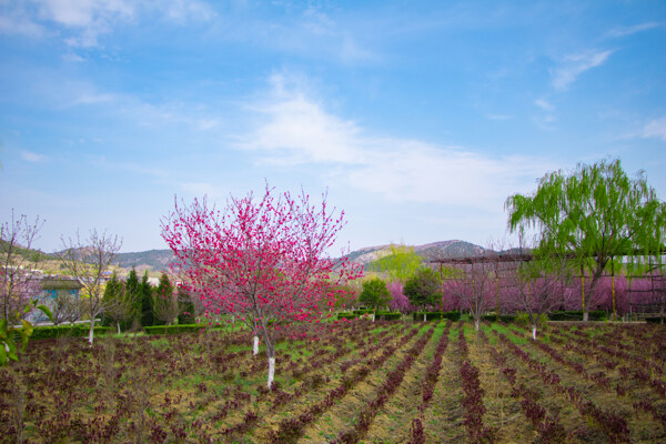 春天蓝天白云户外海棠树土地摄影图片