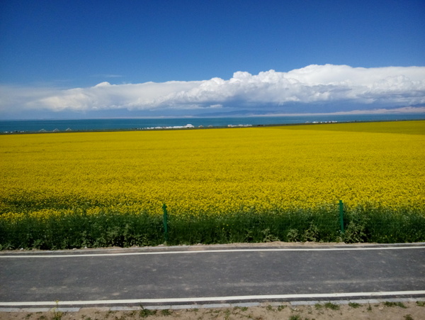 油菜花