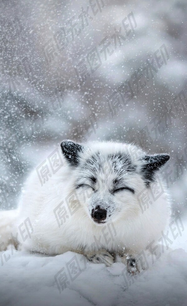 寒冬小狐狸图片