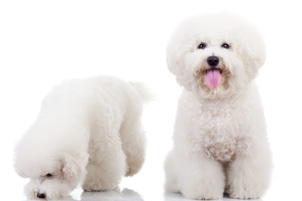 狗泰迪白色犬宠物动物