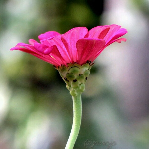 位圖植物攝影寫實(shí)花卉花朵數(shù)碼照片免費(fèi)素材