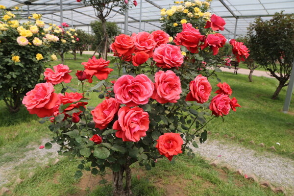 月季花