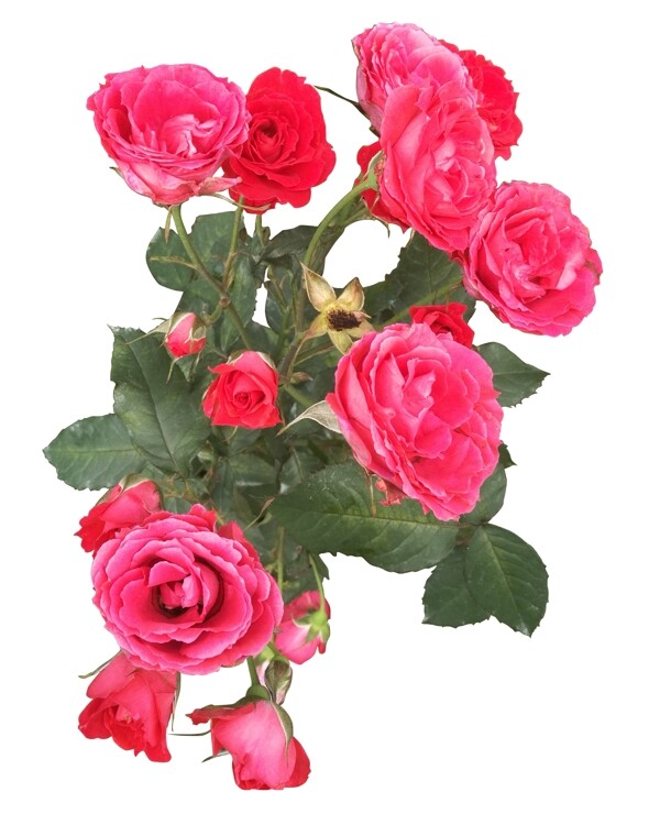 紅色月季花