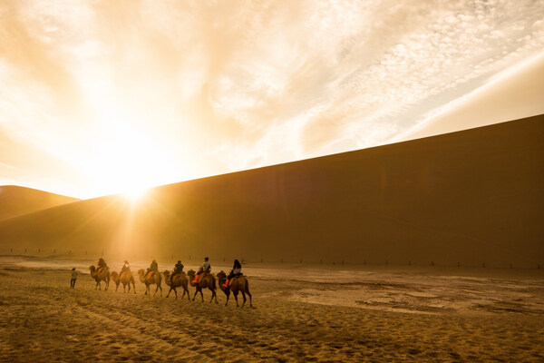 骆驼驼队夕阳彩霞