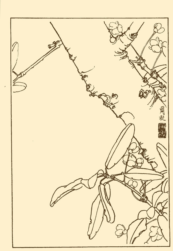 肉桂圖片