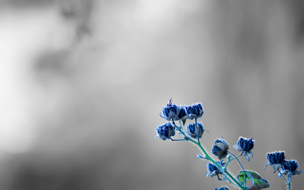 位圖寫(xiě)實(shí)花卉植物花朵野花免費(fèi)素材