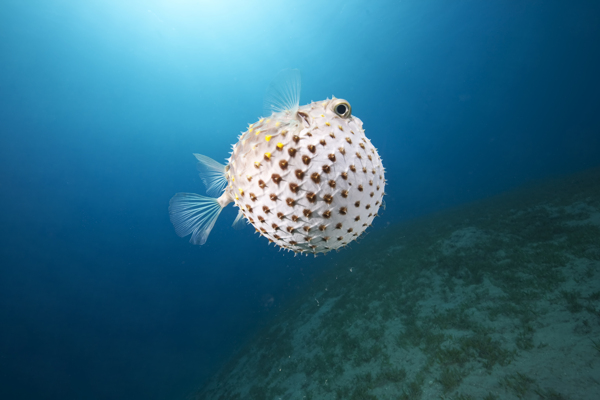 海洋生物圖片