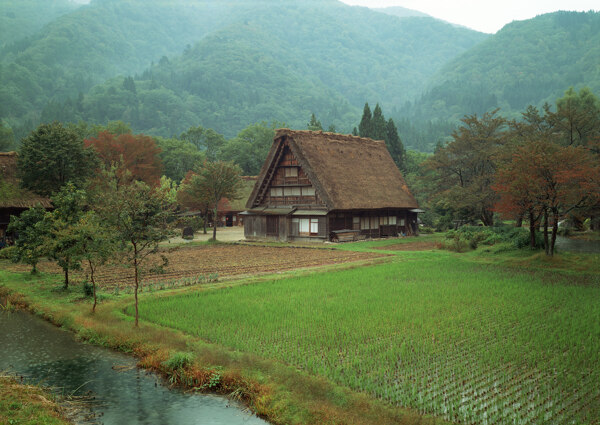 水稻稻田