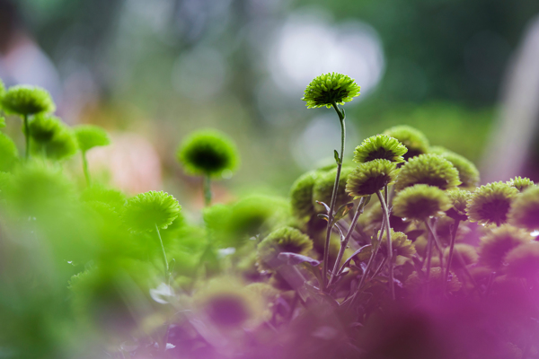 綠菊花