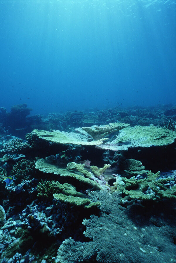 深海植被图片