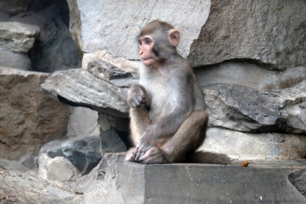 北京動(dòng)物園獼猴