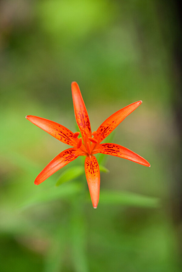 位圖植物攝影寫(xiě)實(shí)花卉花朵百合免費(fèi)素材