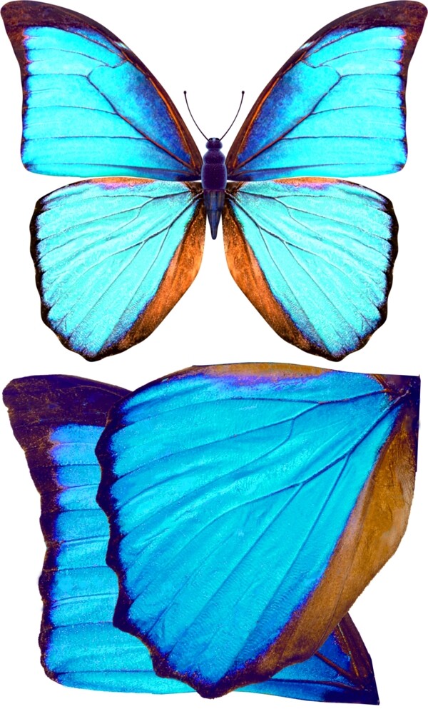 蓝色蝴蝶简单分层源文件