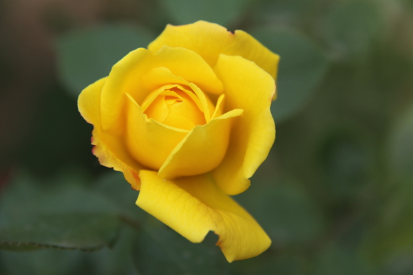 月季花圖片