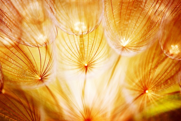 美丽的蒲公英植物特写高清图片