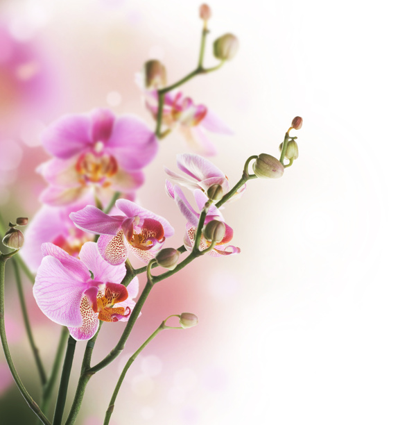 綻放的花蕾